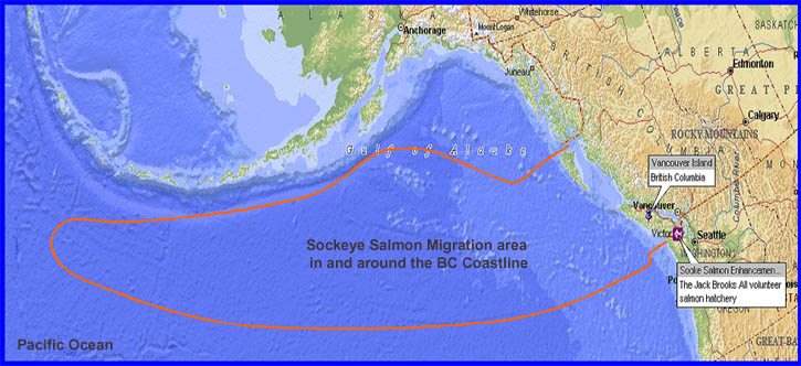sooke-salmon-enhancement-society